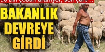 150 bin çoban aranıyor!