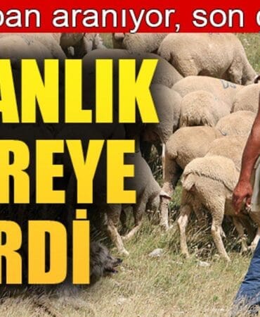 150 bin çoban aranıyor!