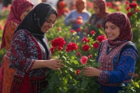 Gül Bahçesinde Gül Toplayan Kadınlar