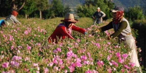 Isparta’da gül hasadı başladı