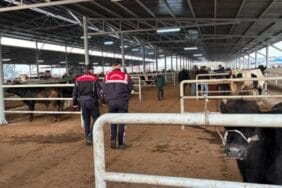 Jandarma besicileri uyardı! Ahır çevresinde köpek bulundurun