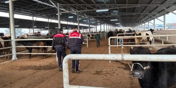 Jandarma besicileri uyardı! Ahır çevresinde köpek bulundurun