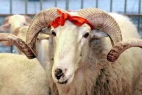 Kurban Bayramı tatili kaç gün? 9 gün olacak mı?