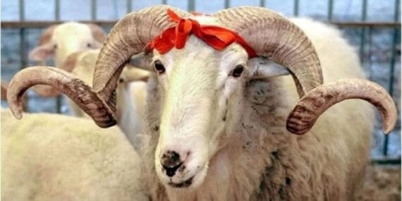 Kurban Bayramı tatili kaç gün? 9 gün olacak mı?