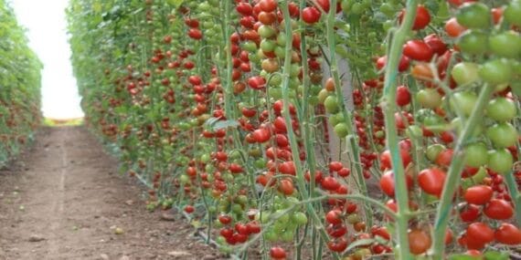 Isparta'da belediye domates fidesi dağıtacak