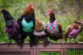 Martta tavuk eti üretimi 231 bin tonu aştı