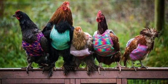 Martta tavuk eti üretimi 231 bin tonu aştı