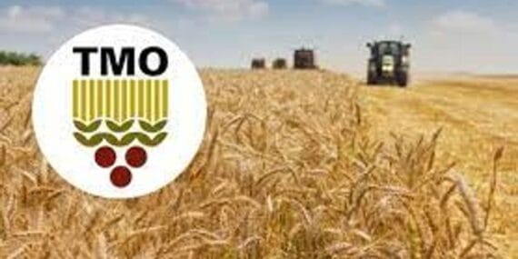 Haşhaş kapsülü ve tohumu ticaretinde yetki artık TMO’da