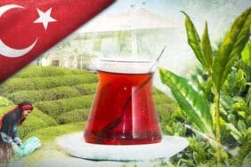 Tarım ve Orman Bakanlığı 2025 yaş çay alım fiyatını açıkladı
