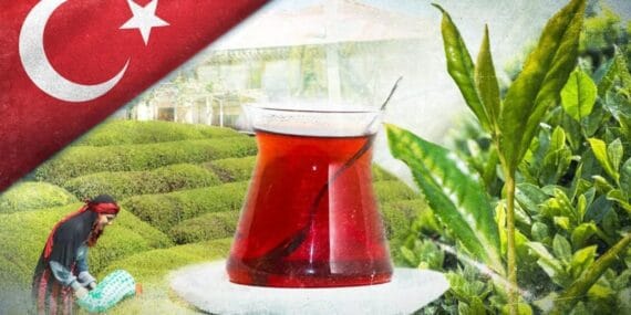 Tarım ve Orman Bakanlığı 2025 yaş çay alım fiyatını açıkladı