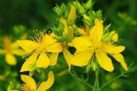 Kırlangıç otu gözlere faydalı mı?