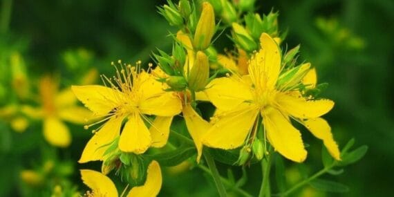 Kırlangıç otu gözlere faydalı mı?