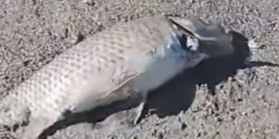 Eğirdir Gölü’nde balık ölümleri devam ediyor