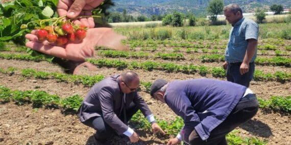 Mamak Köyü’nde çilek ve gül üretimine yakın takip