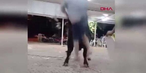 Boğaya para takmaya çalışırken hayatından oluyordu