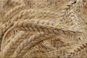 Türkiye'den 5 ayda 5,2 milyar dolarlık hububat ihracatı