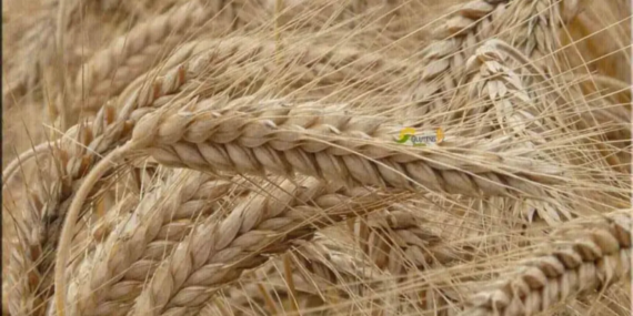 Türkiye'den 5 ayda 5,2 milyar dolarlık hububat ihracatı