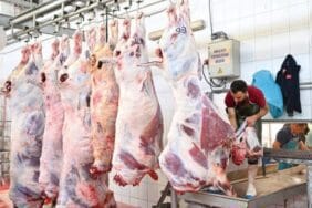 Mezbahada 250 büyükbaş kurban kesimi gerçekleştirildi
