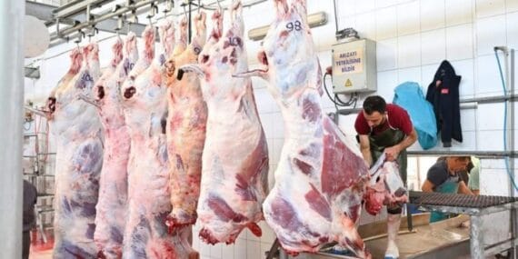 Mezbahada 250 büyükbaş kurban kesimi gerçekleştirildi