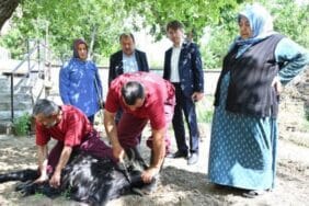 Evlere giderek tek tek kurbanları kestiler