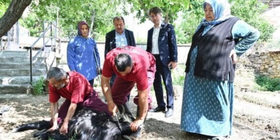 Evlere giderek tek tek kurbanları kestiler