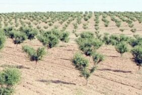 Ağaçlar bakımsızlıktan kurudu: Orman İşletme'ye devredilecek