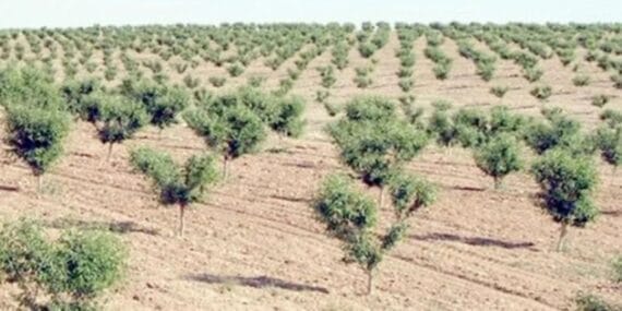 Ağaçlar bakımsızlıktan kurudu: Orman İşletme'ye devredilecek