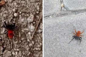 Dikkat: Gölhisar’da zehirli “uğur böceği örümceği” görüldü!