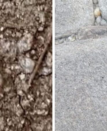 Dikkat: Gölhisar’da zehirli “uğur böceği örümceği” görüldü!