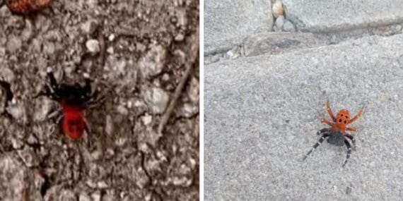 Dikkat: Gölhisar’da zehirli “uğur böceği örümceği” görüldü!