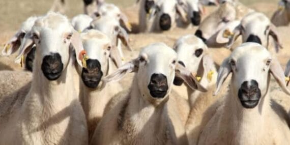 Isparta'da şap hastalığı alarmı