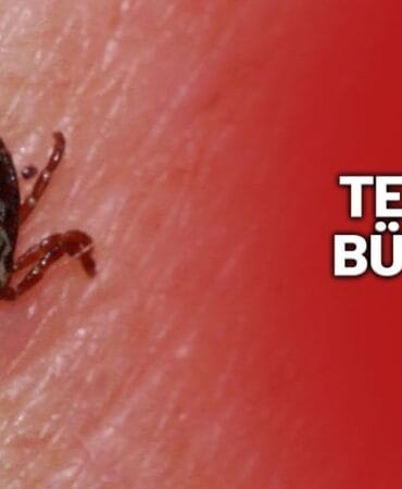 Kene tehlikesi bu kez Çankırı'da! KKKA bir can daha aldı