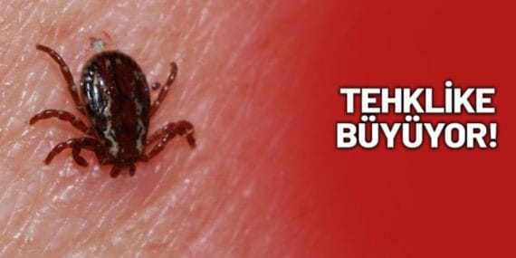 Kene tehlikesi bu kez Çankırı'da! KKKA bir can daha aldı