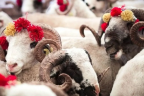 Diyanet uyardı: Bayram namazı öncesi kesilen kurbanlar geçersiz