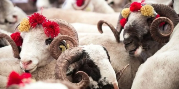 Diyanet uyardı: Bayram namazı öncesi kesilen kurbanlar geçersiz