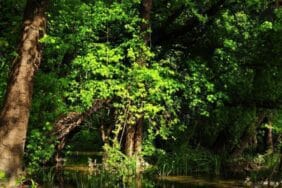 Türkiye'nin orman varlığı 23,4 milyon hektara ulaştı