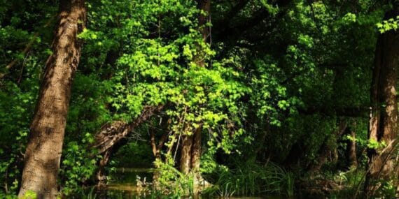 Türkiye'nin orman varlığı 23,4 milyon hektara ulaştı