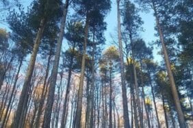 Samsun’da ormana girişlere yasak