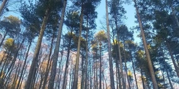 Samsun’da ormana girişlere yasak