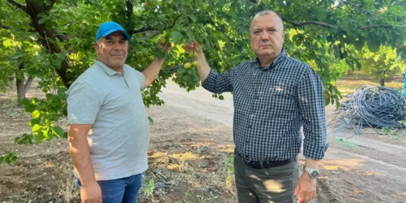 İspanya modeliyle 2 milyon liralık kayısısını kurtardı