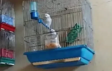 Yasadışı Saka Kuşu Beslemede 151 Bin TL Ceza