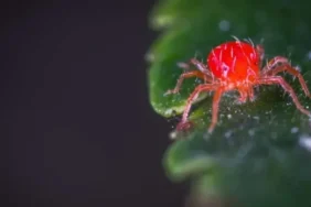 Isparta'da Kırmızı Örümcek Tehlikesi: Tarım İl Müdürlüğü'nden Acil Uyarı