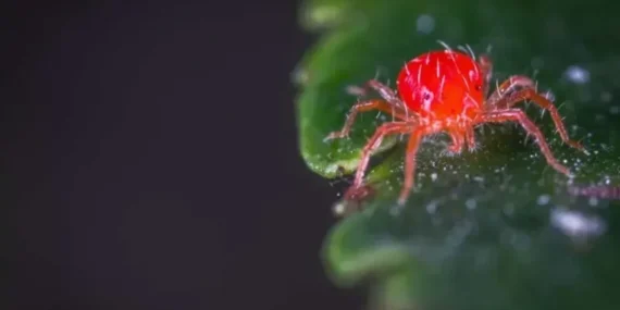 Isparta'da Kırmızı Örümcek Tehlikesi: Tarım İl Müdürlüğü'nden Acil Uyarı