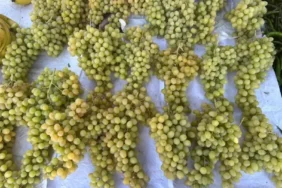 Isparta'da Üzüm Fiyatlarında Drastik Düşüş: 150 TL'den 60 TL'ye