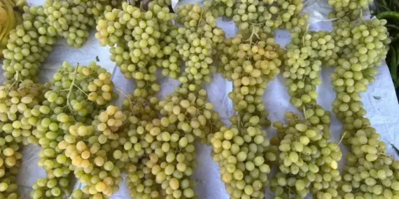 Isparta'da Üzüm Fiyatlarında Drastik Düşüş: 150 TL'den 60 TL'ye