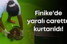 Finike'de Yaralı Yeşil Deniz Kaplumbağası Kurtarıldı: Caretta Destek Hattı Hayatı Kurtardı
