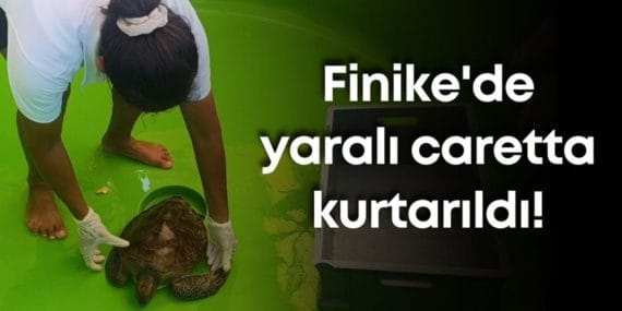 Finike'de Yaralı Yeşil Deniz Kaplumbağası Kurtarıldı: Caretta Destek Hattı Hayatı Kurtardı