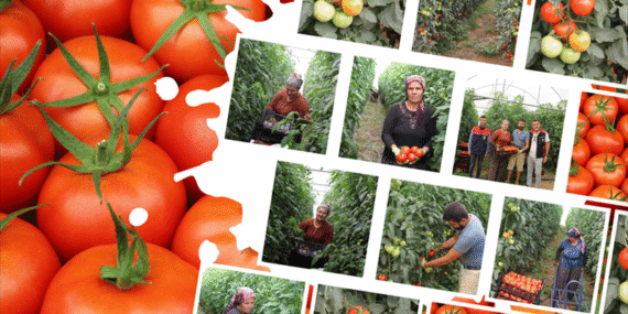 Isparta Atabey'de Rekor Domates Hasadı: Modern Seracılık Örnek Oluyor