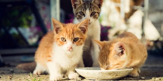 Hayvan dostları sıcak günlere dikkat!