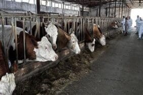 Şarkikaraağaç’ta şap alarmı